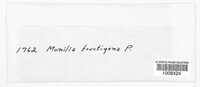 Monilinia fructigena image